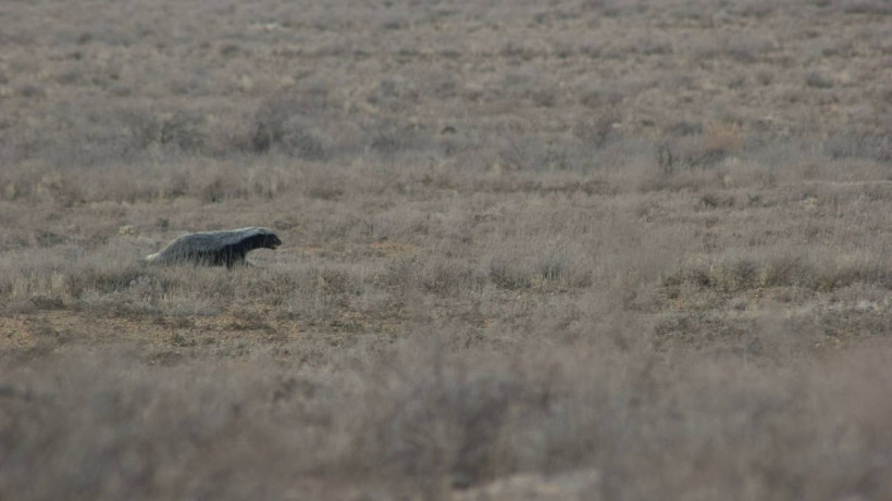  Телеграм-канал qazaqormany 