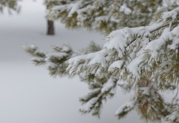 Новогодняя погода: где будет снег и метель в праздники в Казахстане
