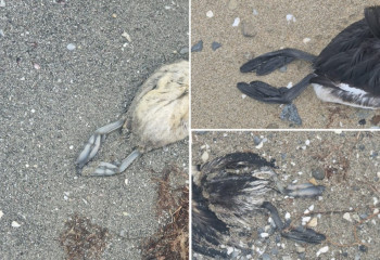 Ақтауда «Rixos» қонақ үйі маңынан жиырмадан астам өлі құс табылды