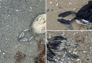 Массовая гибель птиц у отеля «Rixos» в Мангистау: причины выясняют специалисты