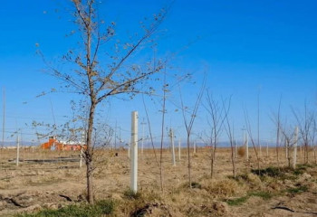 Былтыр Түркістан облысында 1 млн-ға жуық көшет егілді