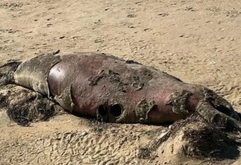 Маңғыстау облысында итбалықтар вирустан қырылған