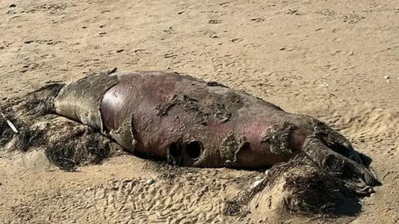  Балық шаруашылығы комитеті 