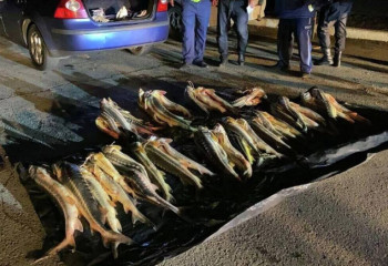 Почти две тонны осетровых изъяли полицейские за год в Мангистау