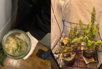 В Рудном мужчина выращивал коноплю прямо в своей квартире