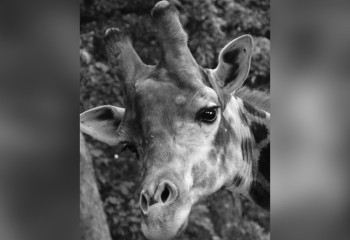 Умер жираф Хан, проживший в зоопарке Алматы четверть века