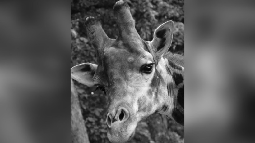  instagram.com/almatyzoo 