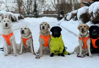 Четвероногие спасатели спешат на помощь: о службе собак в рядах МЧС