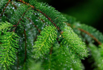 Жаңа жылдық рейдтер барысында заңсыз ағаш кесудің 8 фактісі анықталды