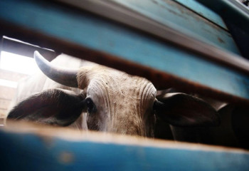 За 2024 год количество краж скота снизилось на 30,5%.