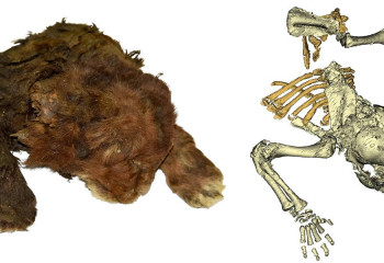 В Сибири нашли мумию детеныша саблезубого тигра