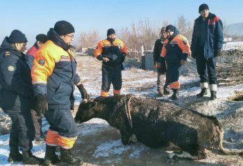 Необычную спасательную операцию провели сотрудники МЧС в Жамбылской области
