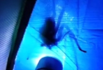 Огромный паук напугал спящего в палатке туриста