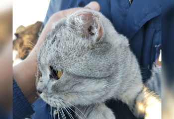 Спасатели МЧС пришли на помощь застрявшей в подвале дома кошке