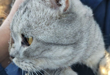 Құтқарушылар тұрғын үйдің жертөлесінде қалған мысықты құтқарды