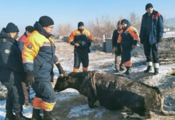 Жамбыл облысында сиыр құдыққа түсіп кеткен