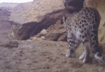 Persian leopard again caught on camera trap in Ustyurt State Nature Reserve