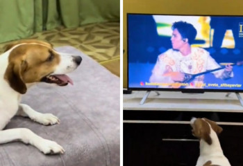 Хвостатый фанат Димаша восхитил соцсети