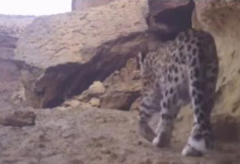 Үстірт мемлекеттік табиғи қорығында Орталық Азия барысы фототұзаққа ілінді