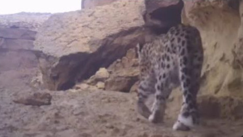  Видеодан кадр 