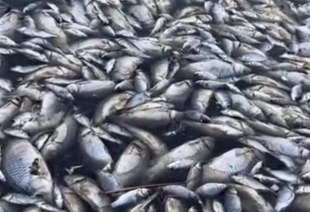 В Атырауской области вновь зафиксирован массовый мор рыбы