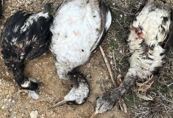 Ақтауда құстар мен итбалықтардың өлекселері табылды