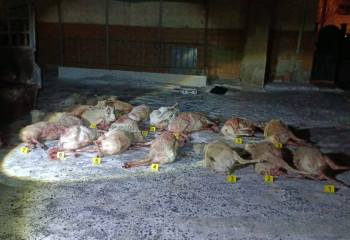 В Кызылординской области задержаны браконьеры с 19 тушами сайгаков