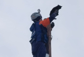 Спасатели Семея помогли спуститься коту, забравшемуся на вершину столба