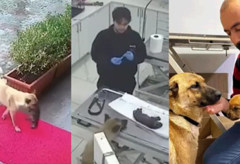 Күшігін клиникаға әкелген қаңғыбас иттің әрекеті көпшілікті сүйсінтті