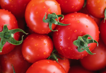 Қазақстанның қызанағы Ресейге қайта экспортталады