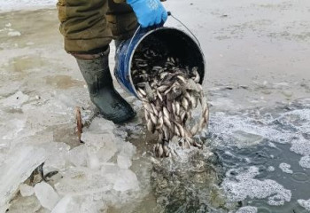 Атырау облысында 6,4 млн балық шабағы құтқарылды