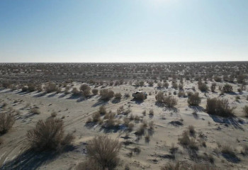 Арал теңізінің құрғаған ұлтанында орман отырғызу жұмыстарын жалғасып жатыр