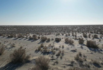 Лес сажают на высохшем дне Аральского моря в рамках экоакции