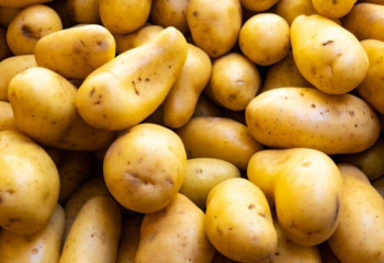 Түркістанда картоп 100 теңгеден сатылып жатыр