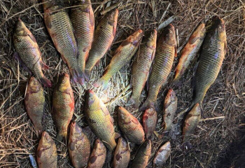 Браконьеров с уловом в 72 килограмма рыбы задержали в Атырау