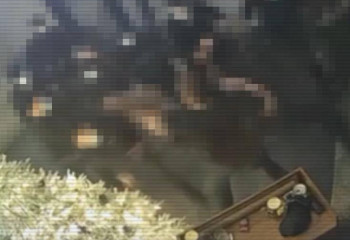 Алматыда кәсіпкерлерге қысым көрсеткен криминалитет өкілдері ұсталды