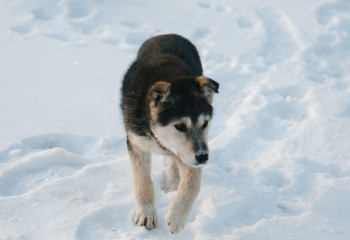 В Мангистау собака напала на школьника: подросток в тяжелом состоянии