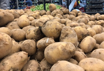 «Бір кісіге бес келі»: Астанада картоп сатып алушыларға шектеу енгізілді