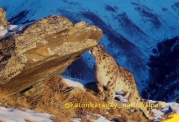 Rare snow leopard caught by camera trap in Katon-Karagay National Park