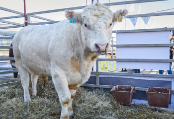 Поголовье крупного рогатого скота в Казахстане увеличилось на 18,5%