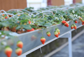 Ауыл аманаты: как голландская клубника вдохновила фермера из Актюбинской области