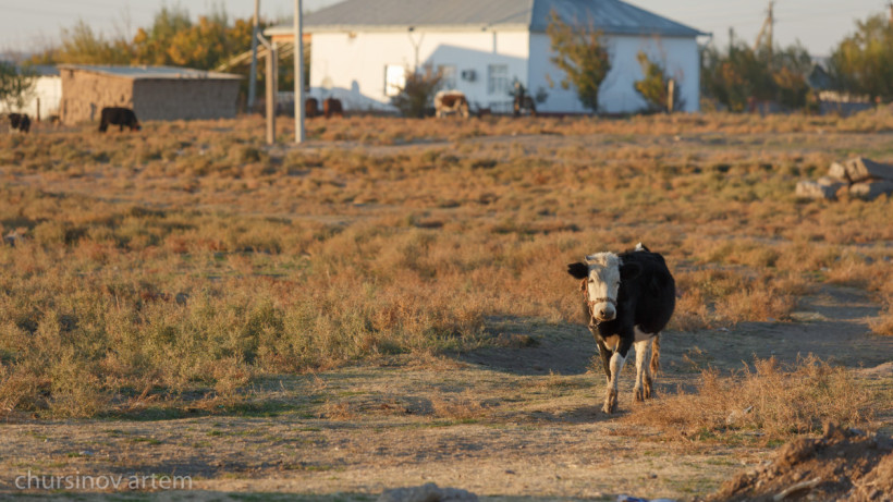  ©El.kz/Артем ЧУРСИНОВ 