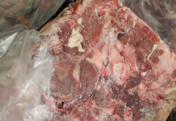 22 тонны мяса из незаконного цеха в Астане передали в приют для бездомных собак