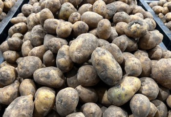 В Казахстане введен запрет на вывоз картофеля в третьи страны