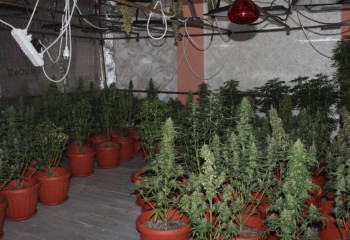 Полицейлер Қызылорда облысында есірткі өсіретін фитозертхананың жұмысын анықтады