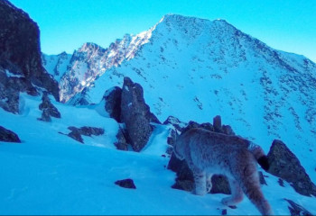Lynx caught on trap camera in Katon-Karagay Park