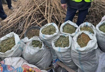 Түркістан облысының тұрғыны есірткі өсіру үшін үйін фитозертханаға айналдырған