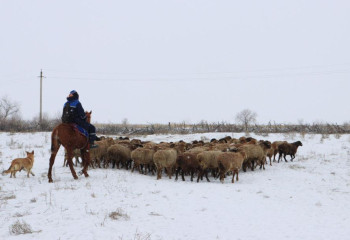 Программа товарного кредитования: 100 голов скота передали сельчанам в Жамбылской области