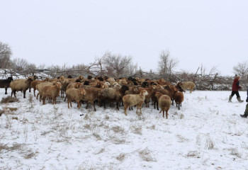 Тауарлық несие: Жамбыл облысындағы ауыл тұрғындарына 100 бас мал берілді