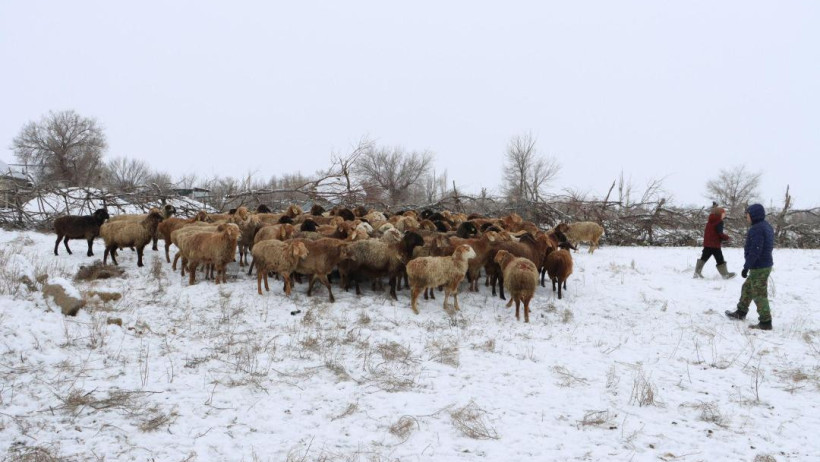 Жамбыл облысы әкімдігі 